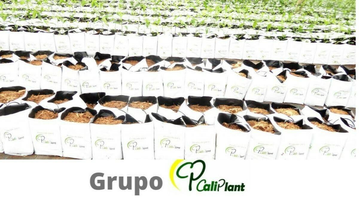 Caliplant-Empresa-Destacada-1200x675 (2)|Caliplant Cuadrado|Caliplant-Viveros-320x100|Caliplant-Empresa-Destacada-1200x675|Caliplant-Empresa-Destacada-1200x675 (1)|califresh|caliplant|Caliplant by Global Cons (1)|Caliplant by Global Cons (1)|genetic|Calip